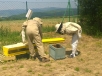 20150519_druha_vcelia_rodina_07
